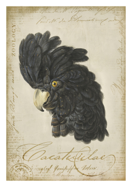 Cockatoo Bird Black