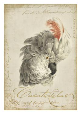 Cockatoo Bird White