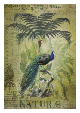 Mystic Peacock Jungle II