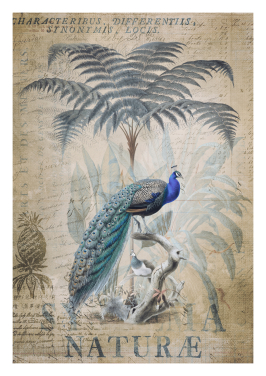 Mystic Peacock Jungle