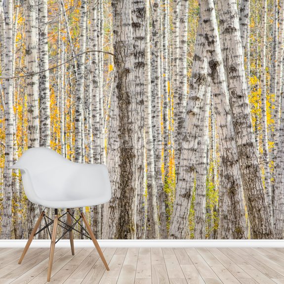 A Poplar Tree Forest In Autumn Wallpaper | Wallsauce US