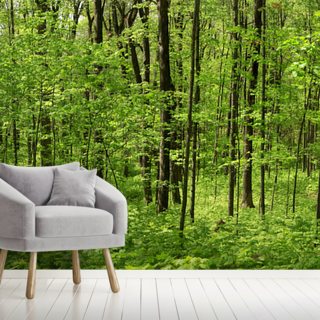 Forest Wallpaper & Tree Wallpaper Murals | Wallsauce US