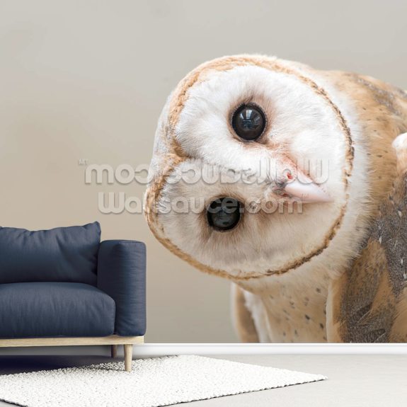 Curious Owl Wall Mural | Wallsauce US