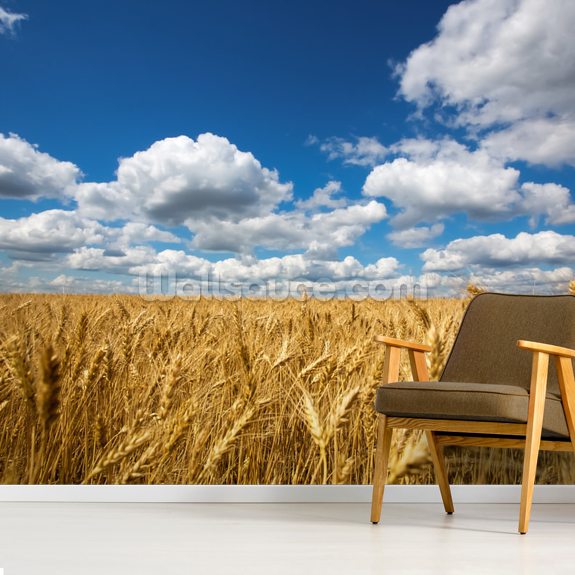 Wheat Field Wallpaper Wallsauce Uk