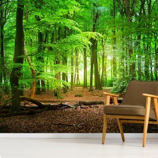 Forest Wallpaper & Tree Wallpaper Murals | Wallsauce US