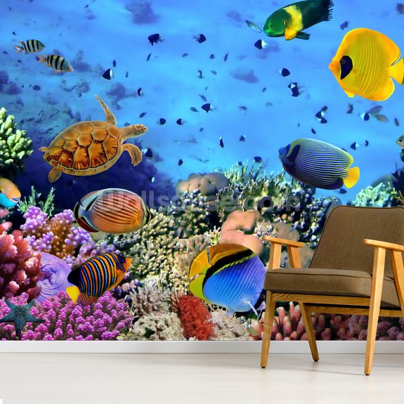 Photo of a Coral Colony Wallpaper | Wallsauce US