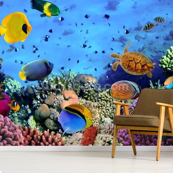 Photo of a Coral Colony Wallpaper | Wallsauce CA