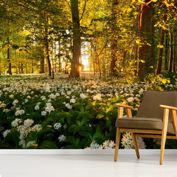 Beautiful Sunlit Forest Floor Wallpaper Mural 