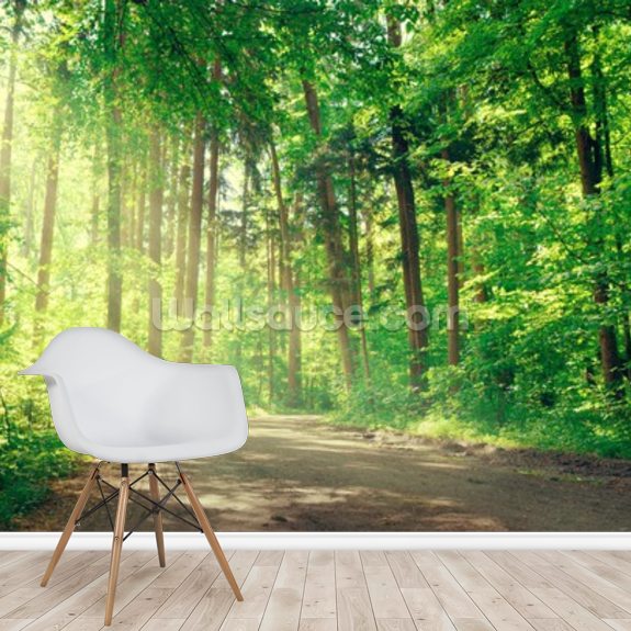 Forest Track Sunlight Wallpaper | Wallsauce CA