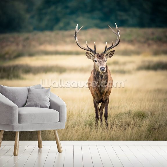 Red Deer Wallpaper Mural | Wallsauce US