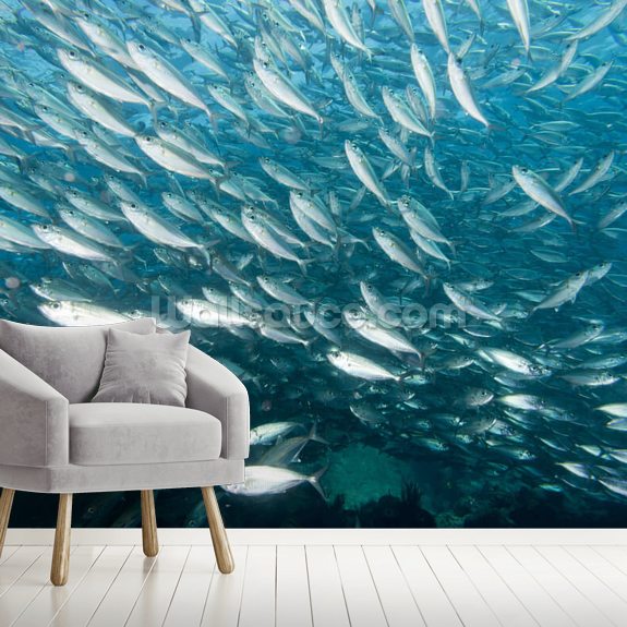 school of fish wallpaper
