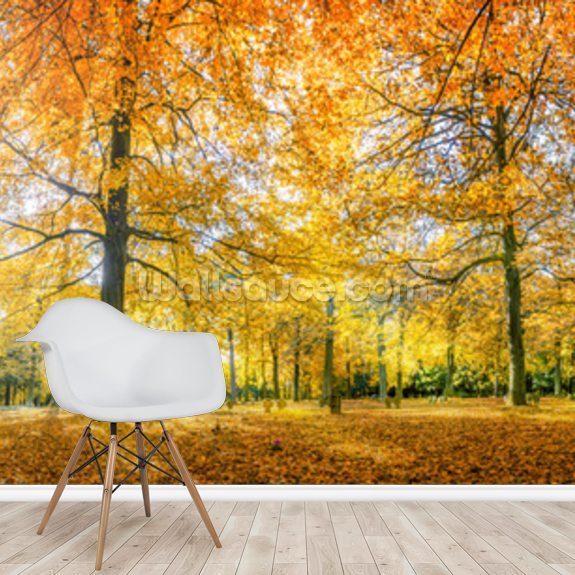 Herbstwald Panorama Wallpaper | Wallsauce US