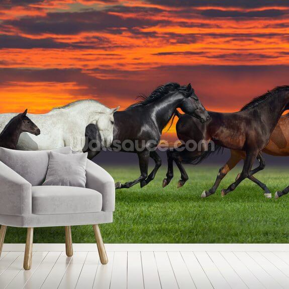 HD wallpaper: silhouette of horse near sea, sunset, light reflections,  horses | Wallpaper Flare