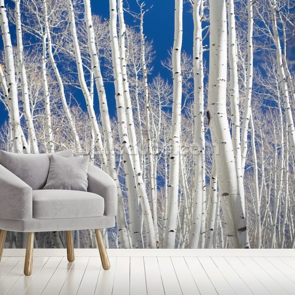 Aspen trees autumn | Wallsauce UK