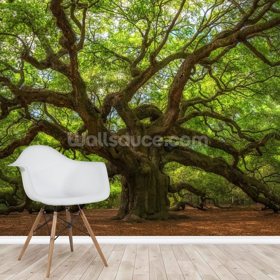 Angel Oak Tree Wallpaper Mural | Wallsauce US