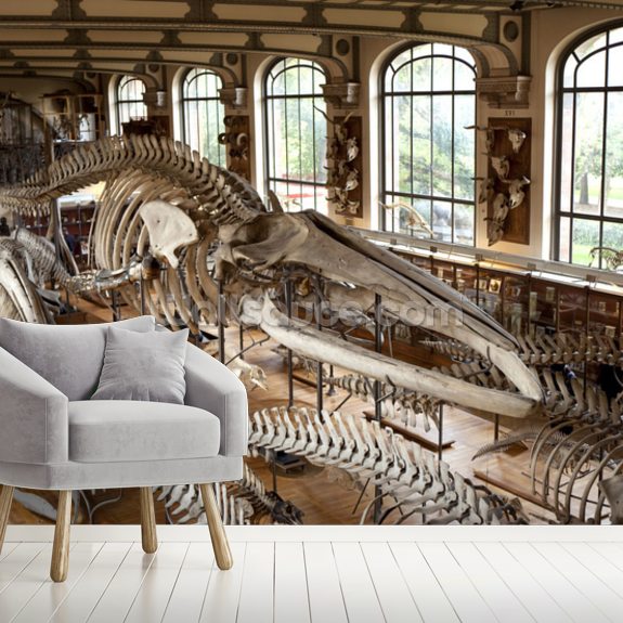 dinosaur skeleton museum