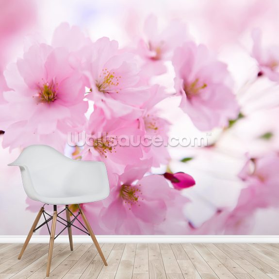 Japanese Cherry Tree In Blossom Wallpaper Mural Wallsauce Us