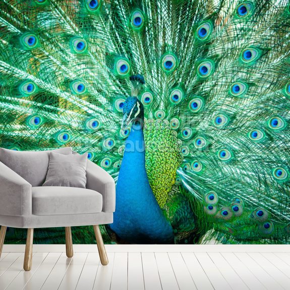 Portrait of Peacock with Feathers Out Mural | Wallsauce UK