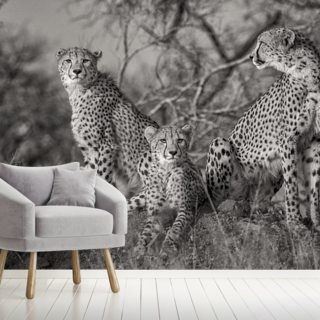Drei Katzen Wandbild Wallsauce De