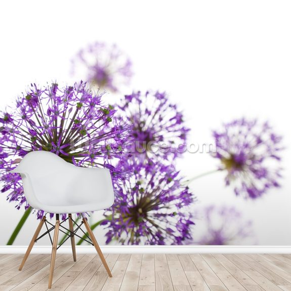 Allium Wall Mural | Wallsauce UK