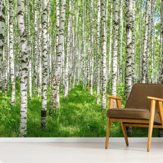 41 Best Images Fine Decor Birch Tree Wallpaper / Birch Trees Wallpaper