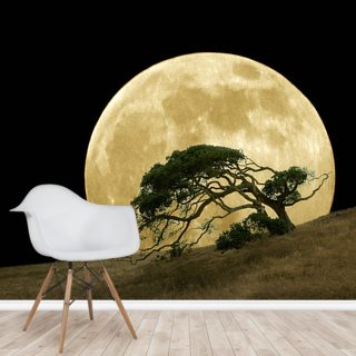 Moon Wallpaper Murals | Wallsauce US