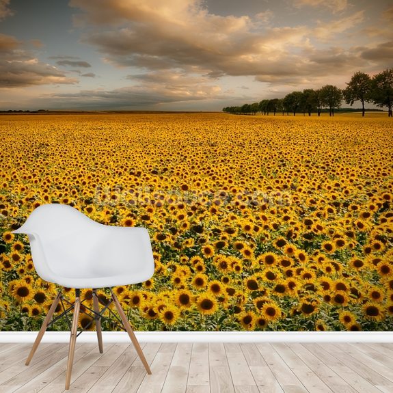 Sunflower Land Wallpaper | Wallsauce UK