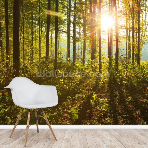 Forest Sunlight Wallpaper | Wallsauce UK