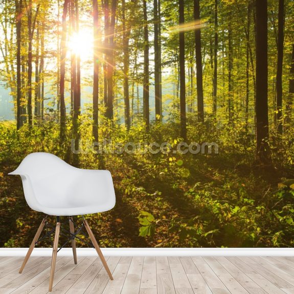 Forest Sunlight Wallpaper | Wallsauce US