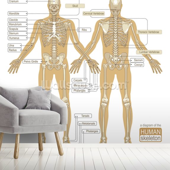 Diagram of the Human Skeleton Wallpaper Mural | Wallsauce CA