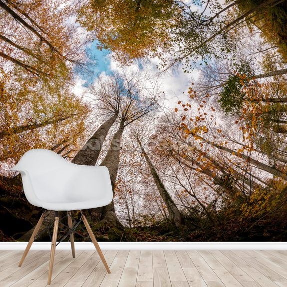 Circular Forest Wall Mural | Wallsauce UK