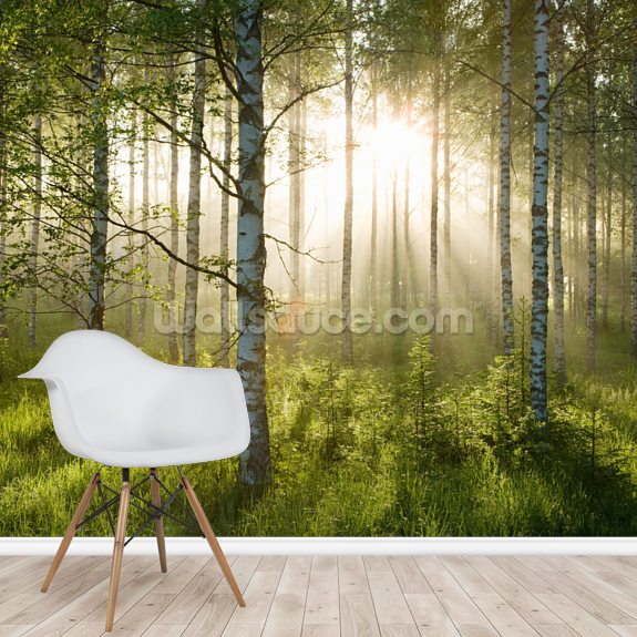 Birch Forest Sunlight Wallpaper Veggmaleri Veggsaus NO