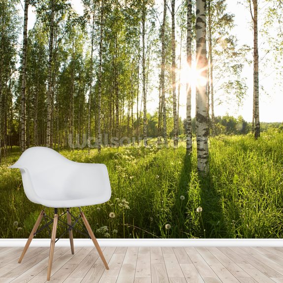 Sunlit Birch Tree Woodland Wallpaper | Wallsauce UK