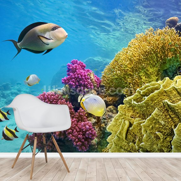 Coral Reef - Red Sea - Egypt Wallpaper Mural | Wallsauce UK