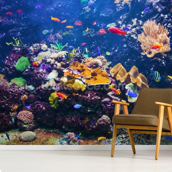 Colourful Fish & Coral Wall Mural | Wallsauce UK