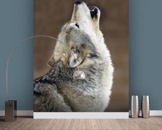 Wolf Wallpaper And Wall Murals | Wallsauce USA