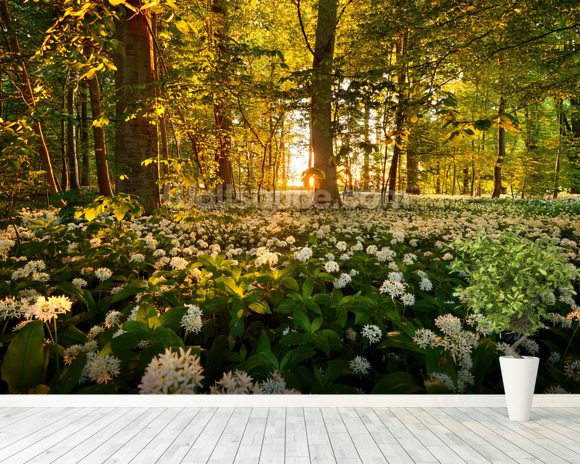 Beautiful Sunlit Forest Floor Wallpaper Wall Mural | Wallsauce UK