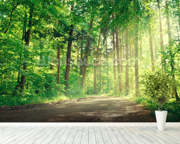 Forest Track Sunlight Wallpaper Wall Mural | Wallsauce USA