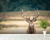 Red Deer Wallpaper Wall Mural | Wallsauce USA