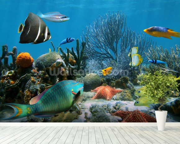 Coral Reef Wallpaper Wall Mural | Wallsauce USA