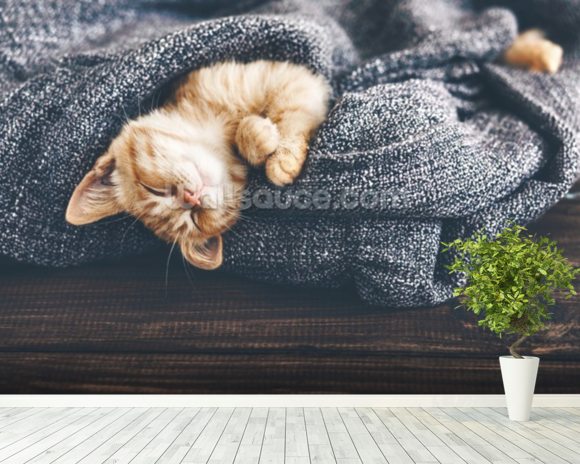 The Cutest Kitten Wallpaper Wall Mural | Wallsauce