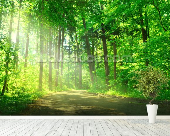 Forest Path in Sunshine Wallpaper Wall Mural | Wallsauce UK