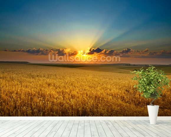 Golden field Wallpaper Wall Mural | Wallsauce USA