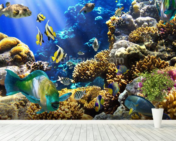 Coral Life Wallpaper Wall Mural | Wallsauce