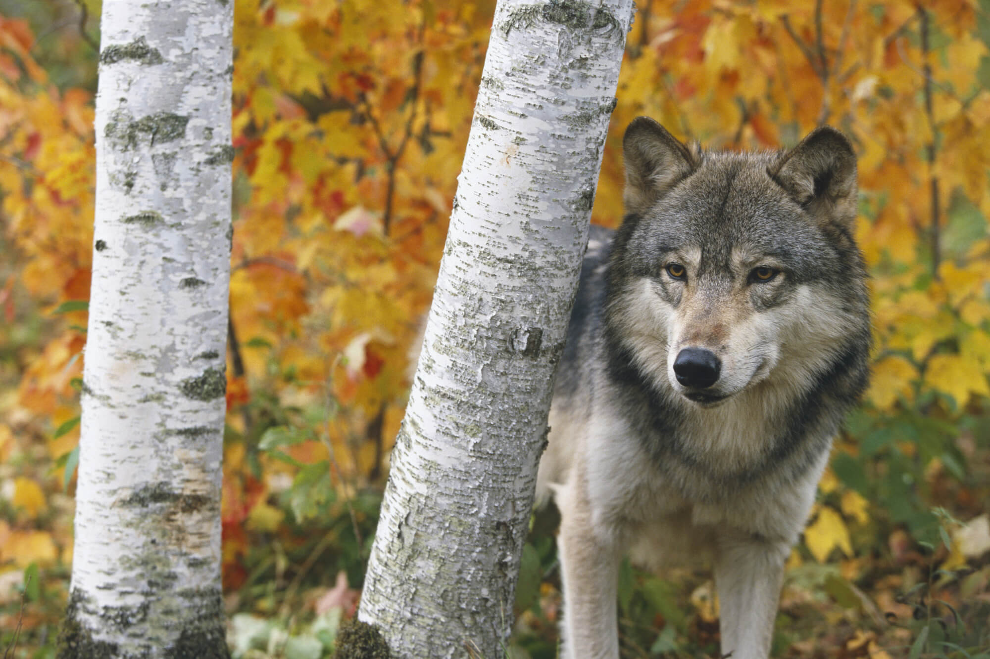 Wolf In Forest Autumn - Minnesota Wall Mural & Wolf In Forest Autumn