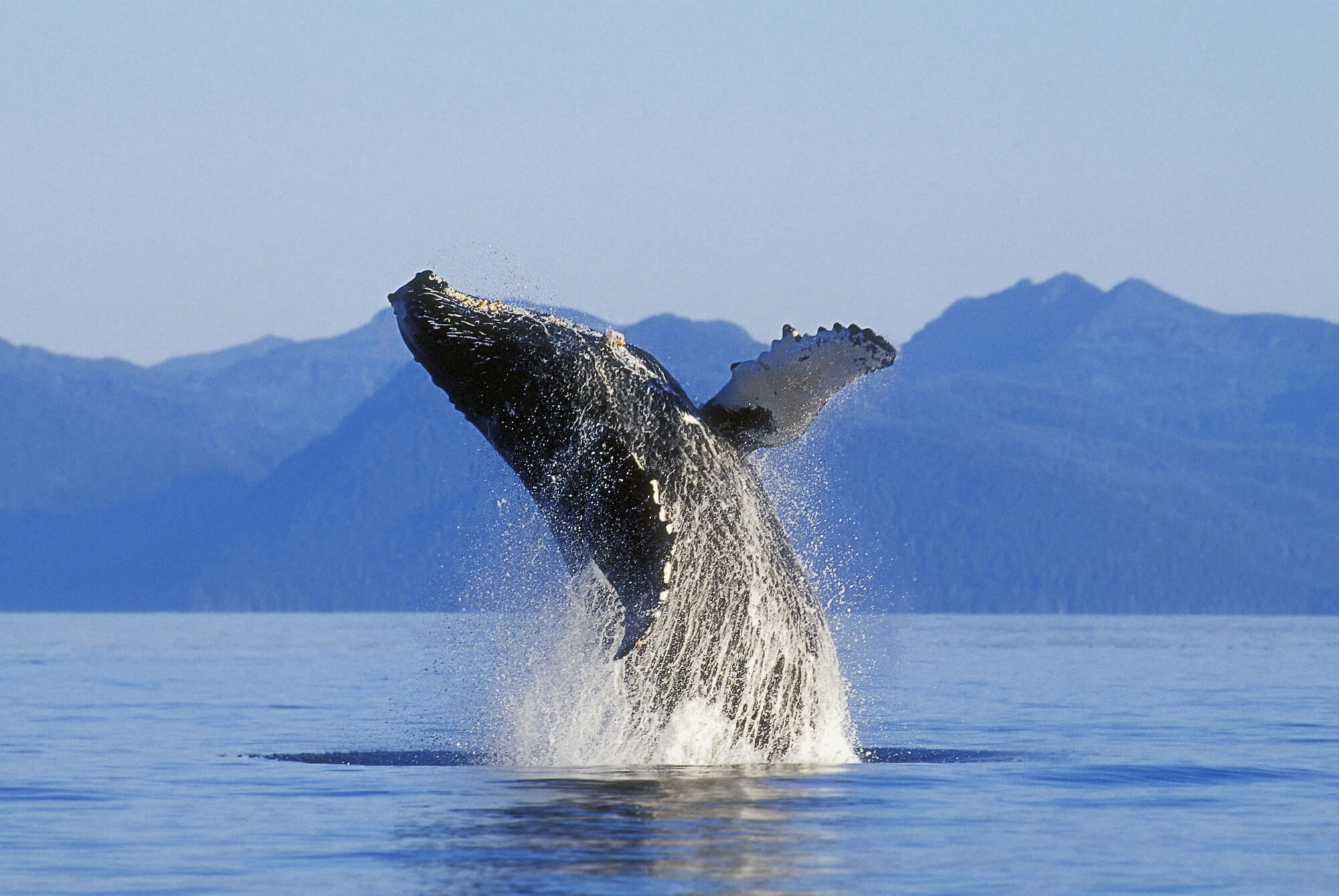 Humpback Whale Breaching Wall Mural | Wallsauce CA