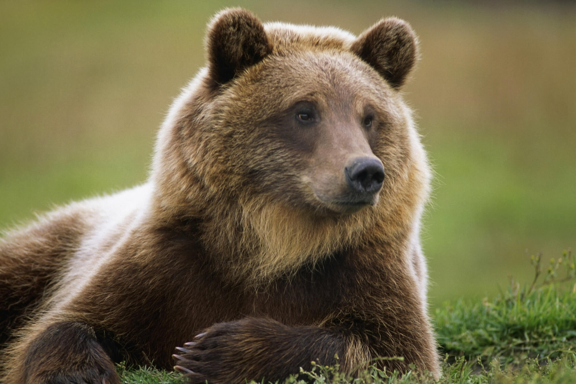 Brown Bear At Alaska Wildlife Center Wallpaper | Wallsauce US