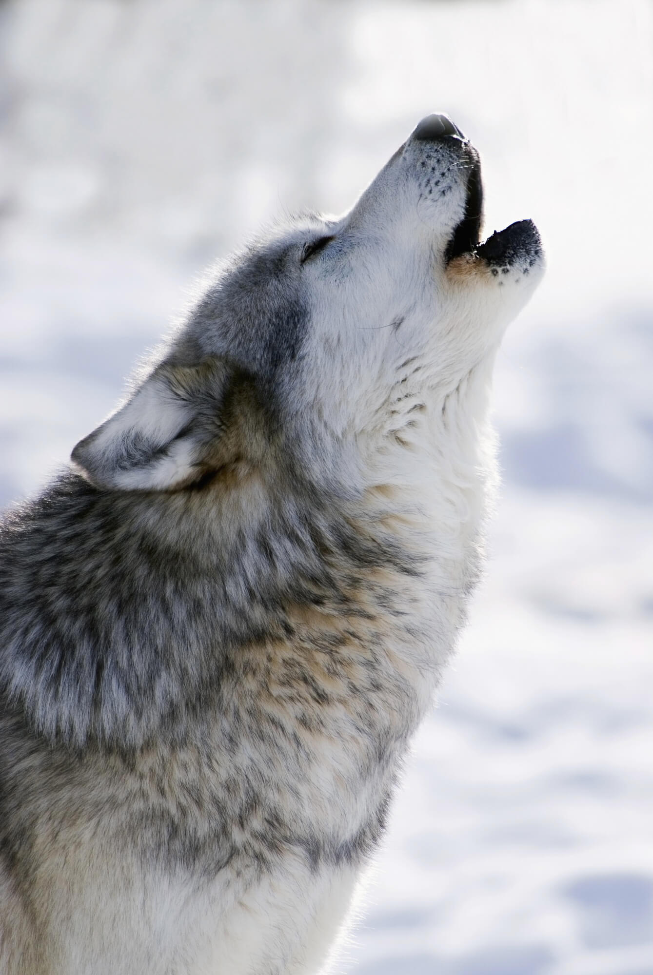 Gray Wolf Howling in Winter Wall Mural | Wallsauce NZ