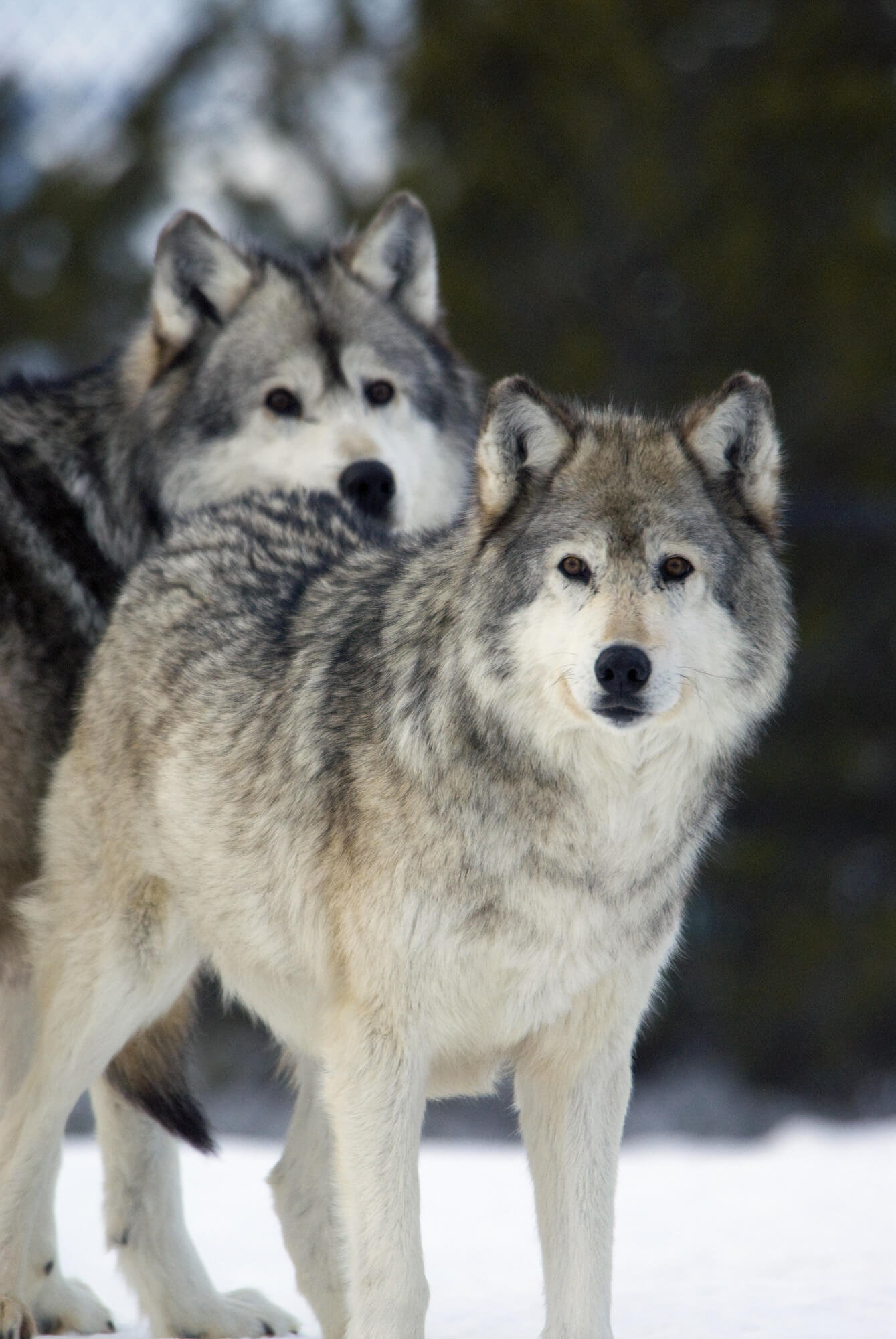 Gray Wolves in Winter Wallpaper Mural | Wallsauce AU