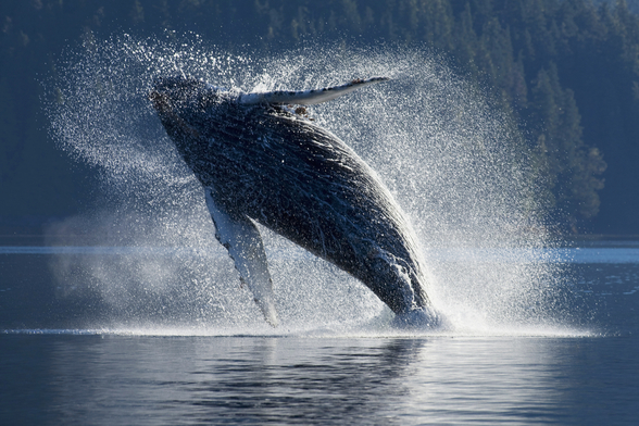 Humpback Whale Breaching Wallpaper Mural | Wallsauce AU